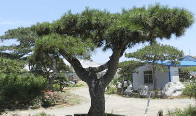 大型古松基地：大型古松種植時(shí)哪些問題需注意？