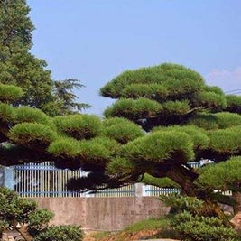 造型黑松種植基地