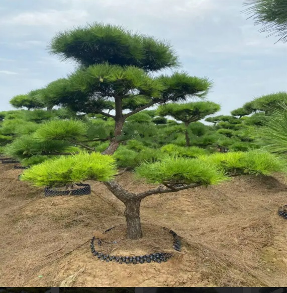 多風(fēng)季節(jié)要注意萊蕪造型黑松倒伏的問題