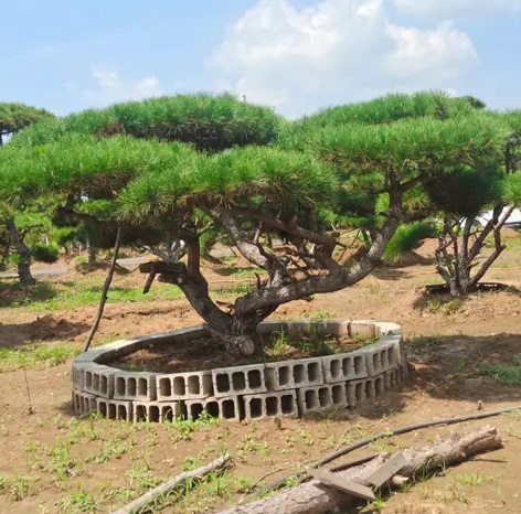 萊蕪造型松栽植之后應(yīng)該如何管理？