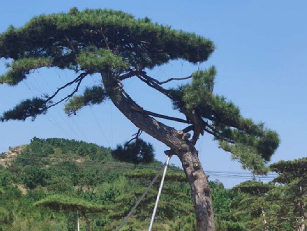 萊蕪造型油松造林選地很重要，撫育管理要記牢！