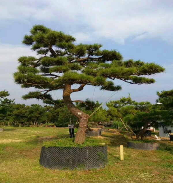 萊蕪造型黑松如何栽植才能生長良好？